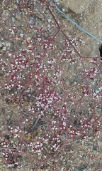 Chorizanthe leptotheca