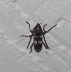 Enaphalodes taeniatus