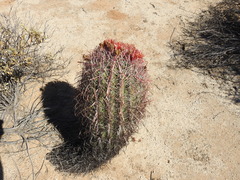 Ferocactus gracilis