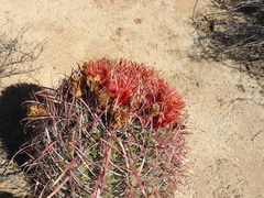 Ferocactus gracilis