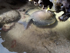 Acanthurus xanthopterus
