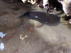 Acanthurus xanthopterus
