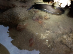 Acanthurus xanthopterus