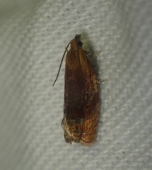 Lathronympha strigana