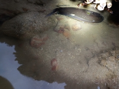 Acanthurus xanthopterus