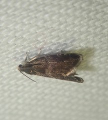 Pammene germmana