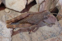 Brachaspis collinus