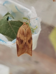 Aphelia viburnana