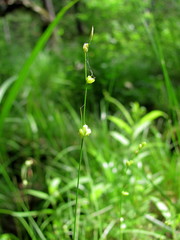 Carex disperma