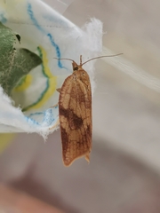 Aphelia viburnana