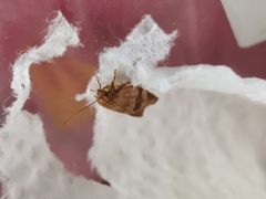 Aphelia viburnana