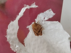 Aphelia viburnana