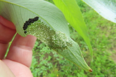 Chrysomela vigintipunctata