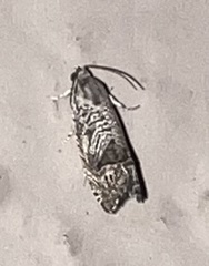 Ofatulena duodecemstriata