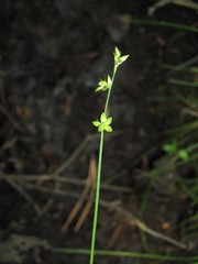 Carex loliacea