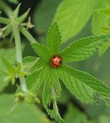 Propylea luteopustulata