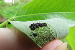 Chrysomela vigintipunctata