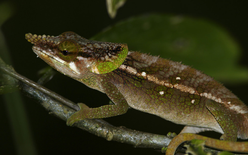 Malthe's Green-eared Chameleon