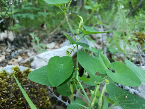vlkovec (Aristolochia)