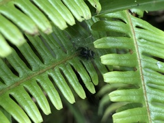 Ptocasius strupifer