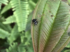 Ptocasius strupifer