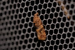 Lobesia transtrifera