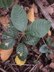 Bridelia atroviridis