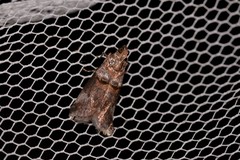 Conobathra hemichlaena