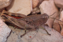 Brachaspis collinus