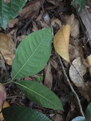 Bridelia atroviridis