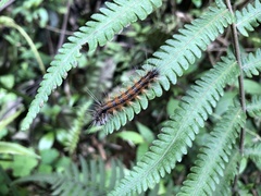 Spilarctia