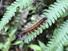 Spilarctia
