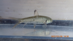 Spinibarbus hollandi