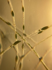 Pithophora roettleri