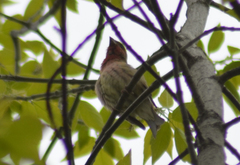 Carpodacus erythrinus