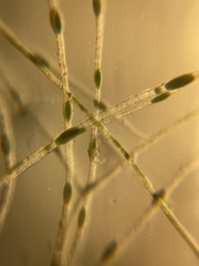 Pithophora roettleri