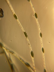 Pithophora roettleri