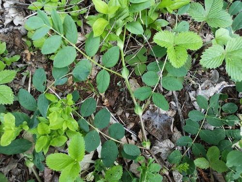 kozinec sladkolistý (Astragalus glycyphyllos)