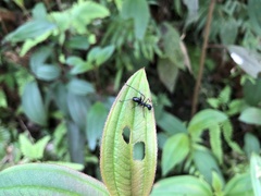 Isopsera denticulata