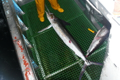 Tetrapturus pfluegeri
