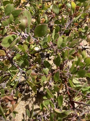Arctostaphylos hookeri hookeri