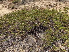 Arctostaphylos hookeri hookeri