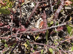Arctostaphylos hookeri hookeri