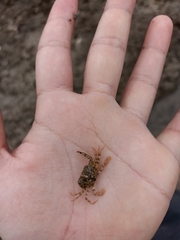 Brachyura