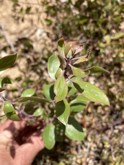 Arctostaphylos hookeri hookeri