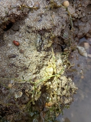 Brachyura