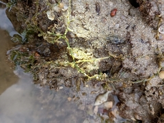 Brachyura