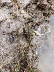 Brachyura