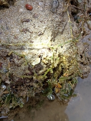 Brachyura