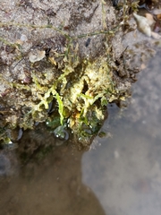 Brachyura